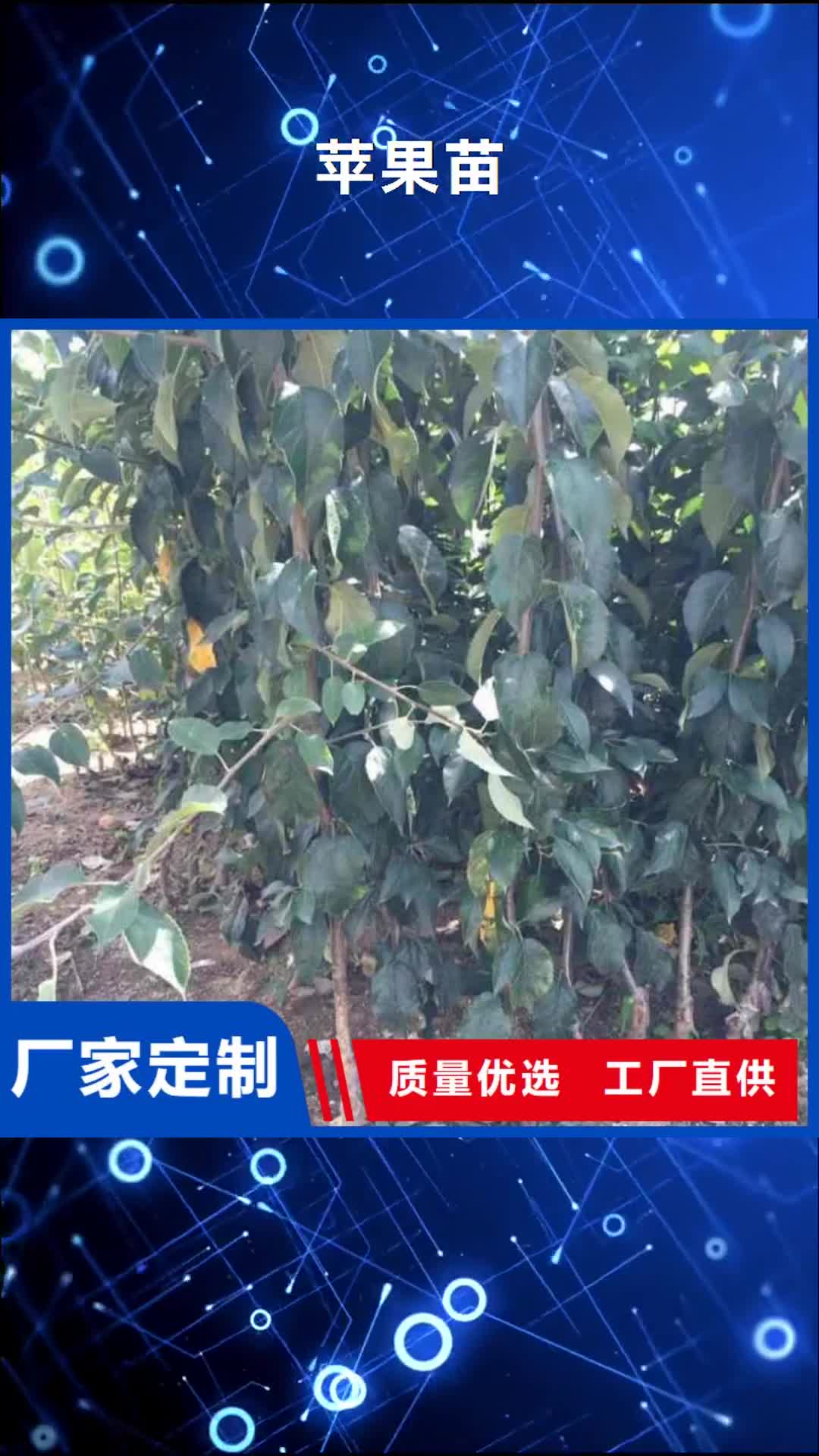 衢州【苹果苗】_核桃苗一站式采购方便省心