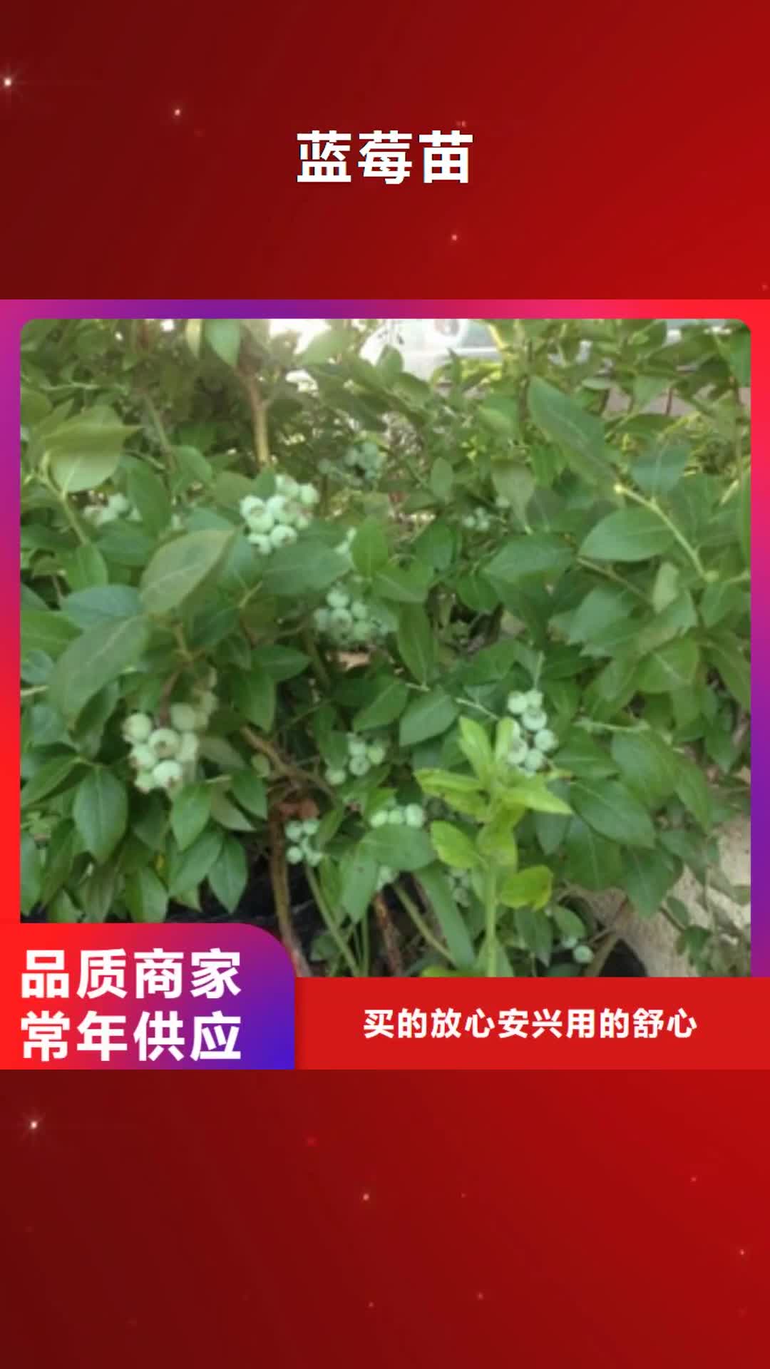 阳泉 蓝莓苗-【樱桃苗】多年行业经验