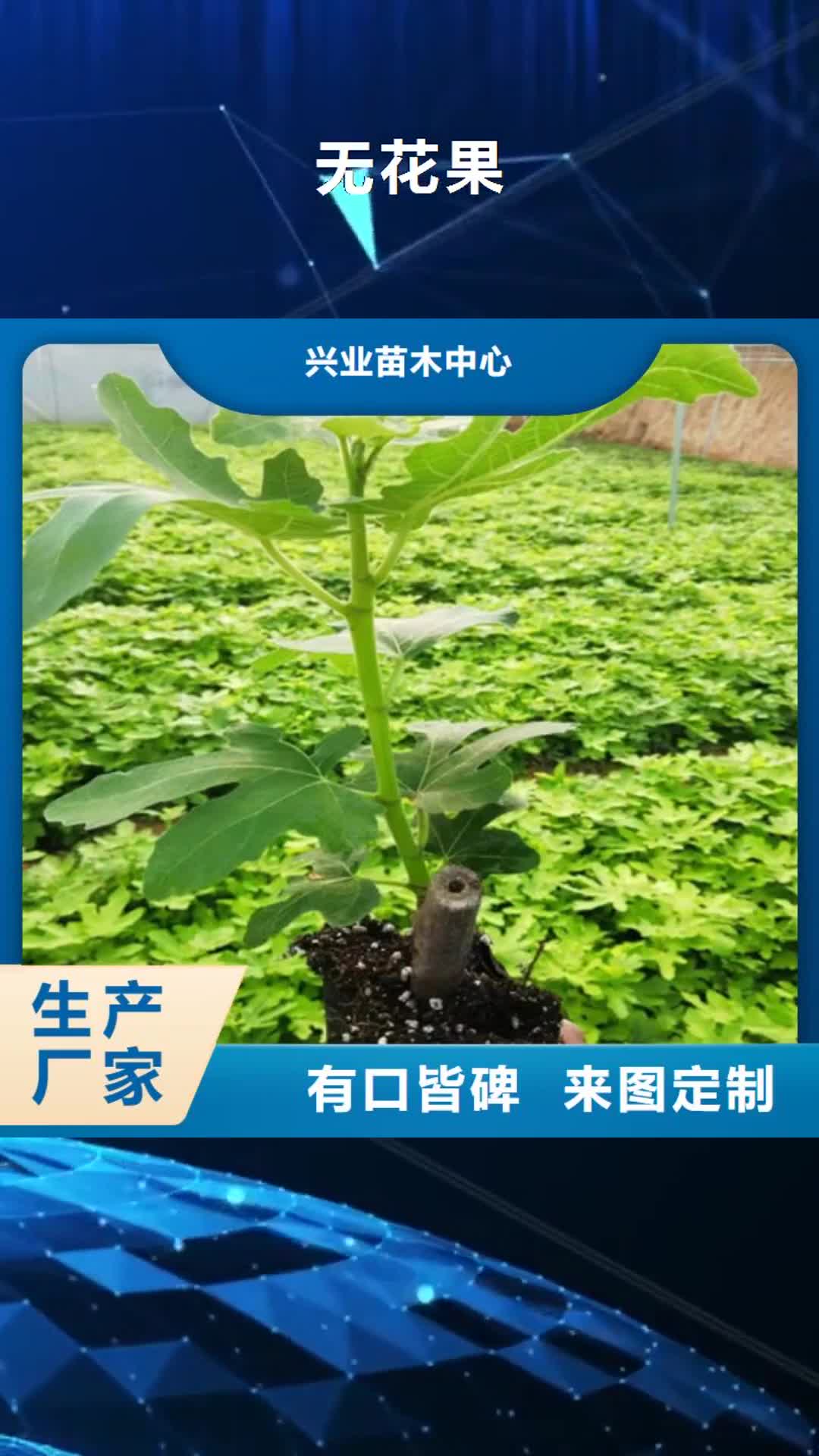 【临夏 无花果 苹果苗用品质赢得客户信赖】