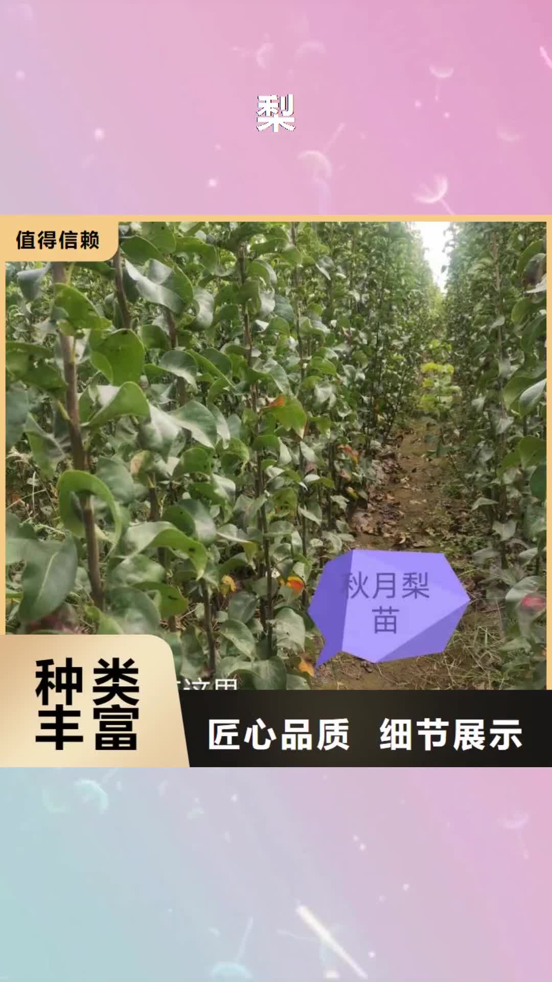 【黑河 梨 杜梨苗您身边的厂家】