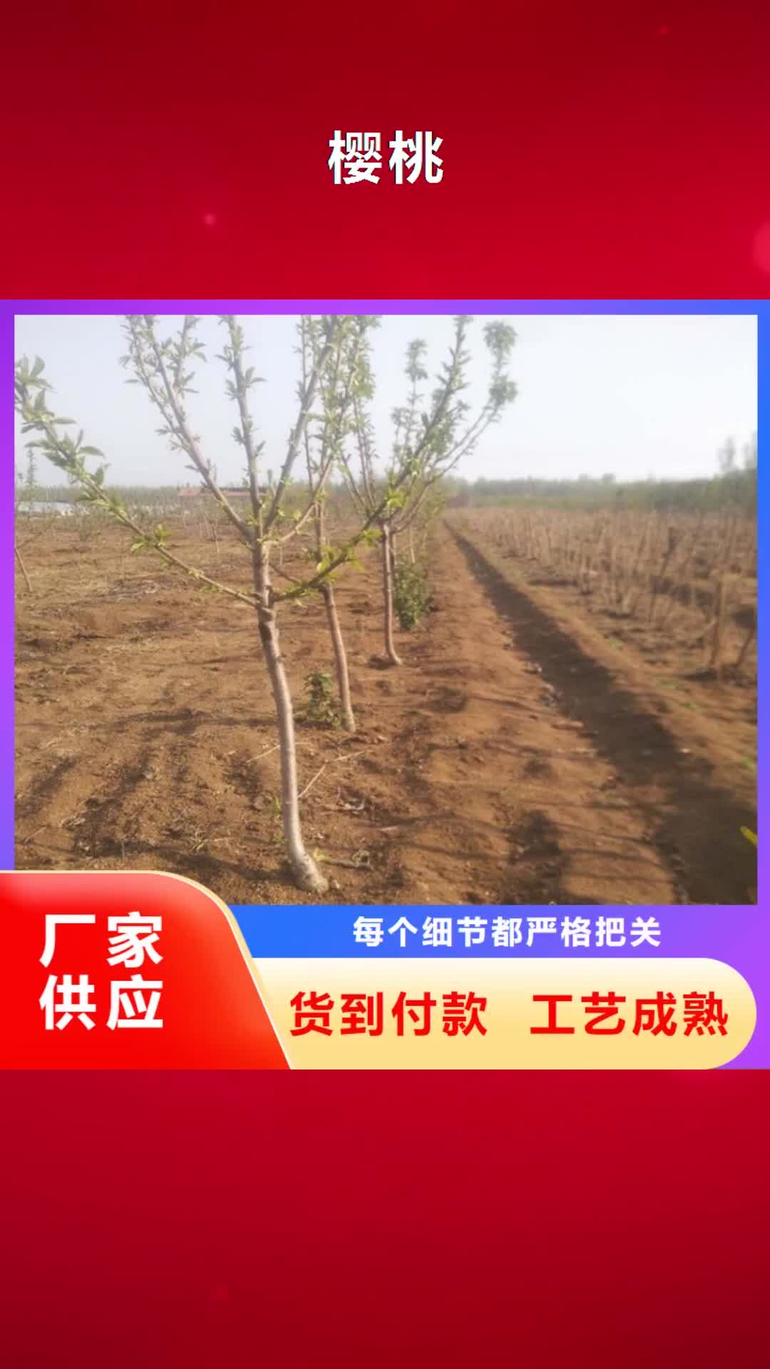 靖江 樱桃【石榴树】质量看得见