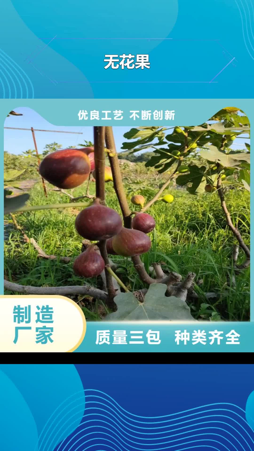 汉中 无花果,【苹果苗】按需定制