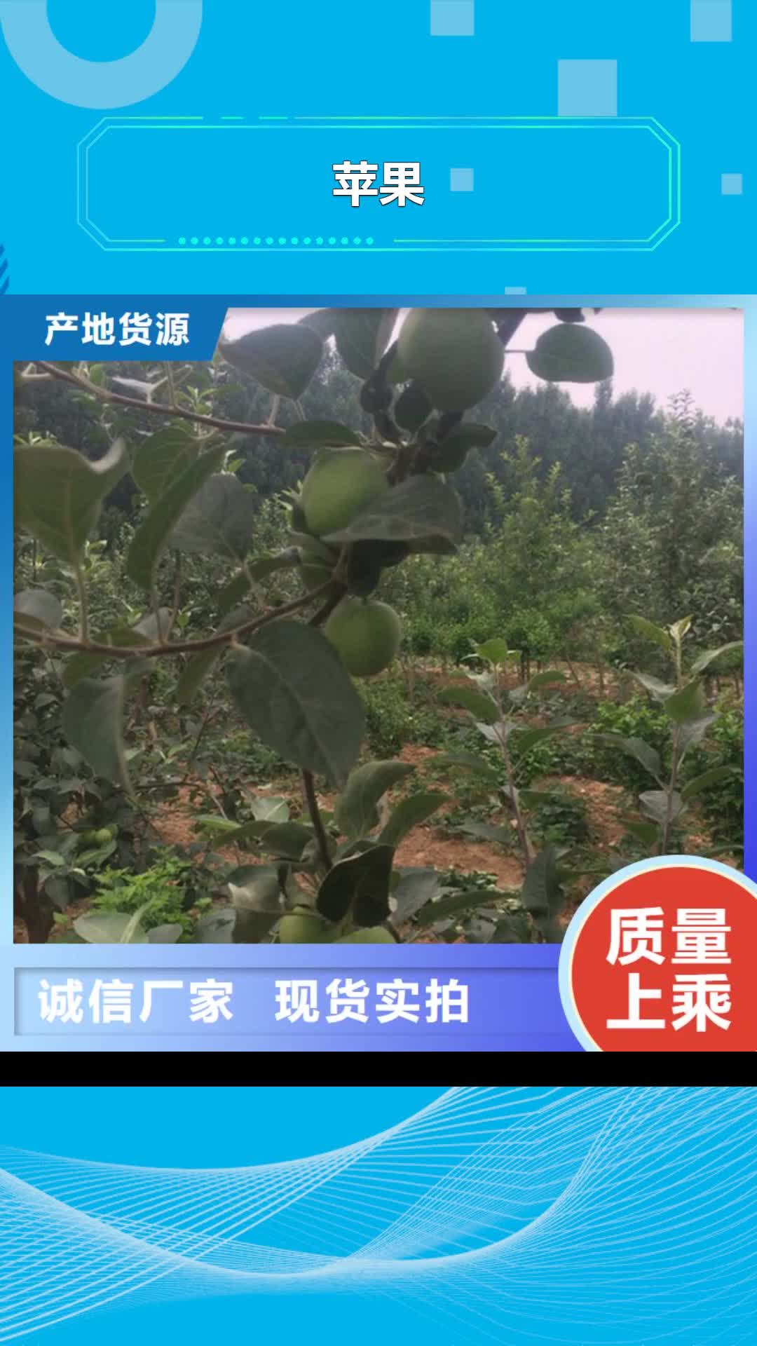 阿拉善【苹果】_梨树苗精益求精