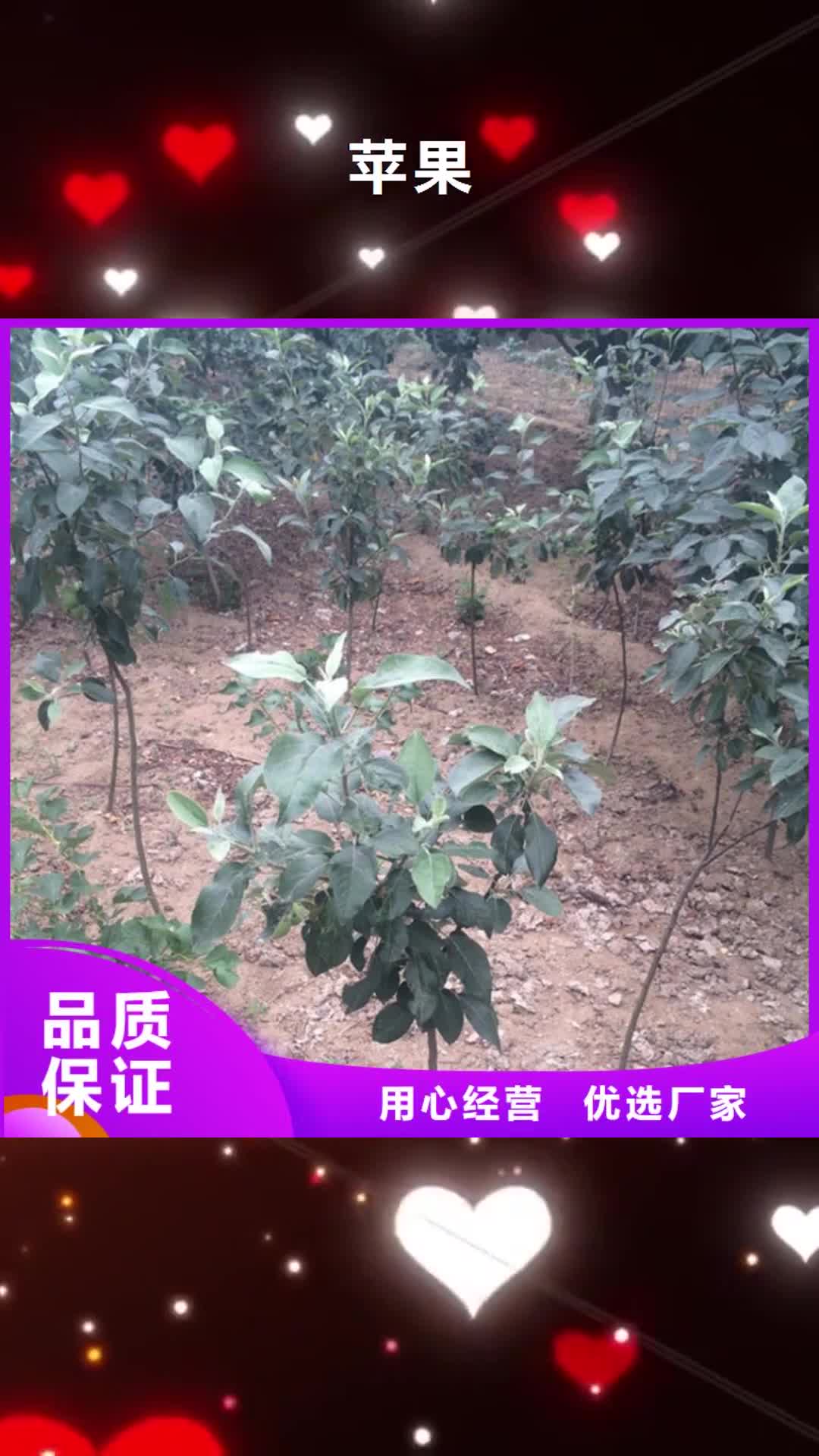 日喀则 苹果【梨树苗】精选好货