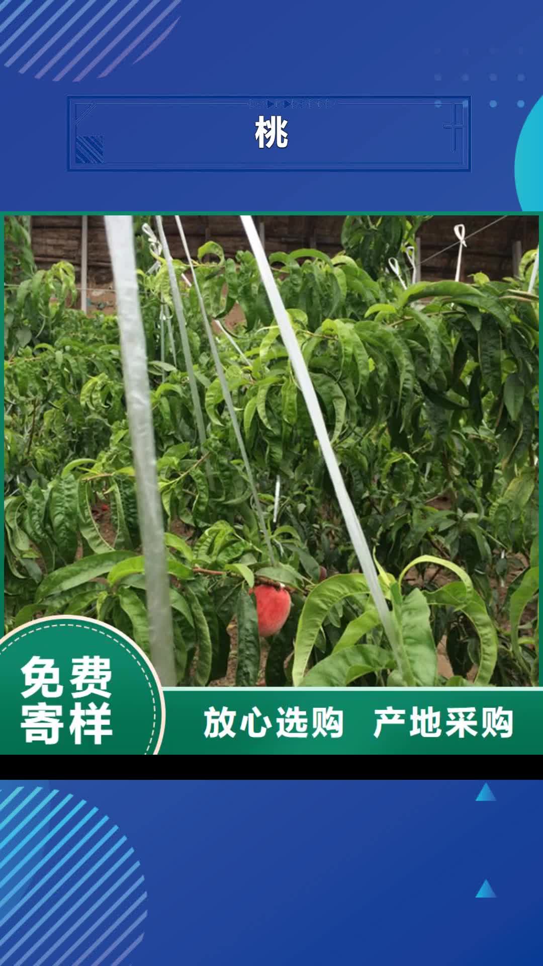 阿里 桃,【苹果苗】型号齐全