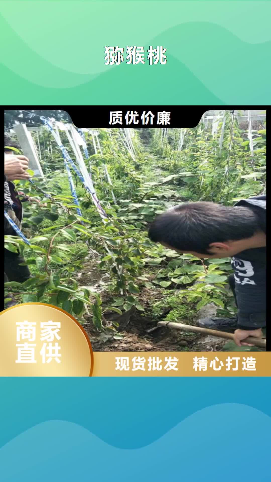 甘肃【猕猴桃】桃树苗可零售可批发