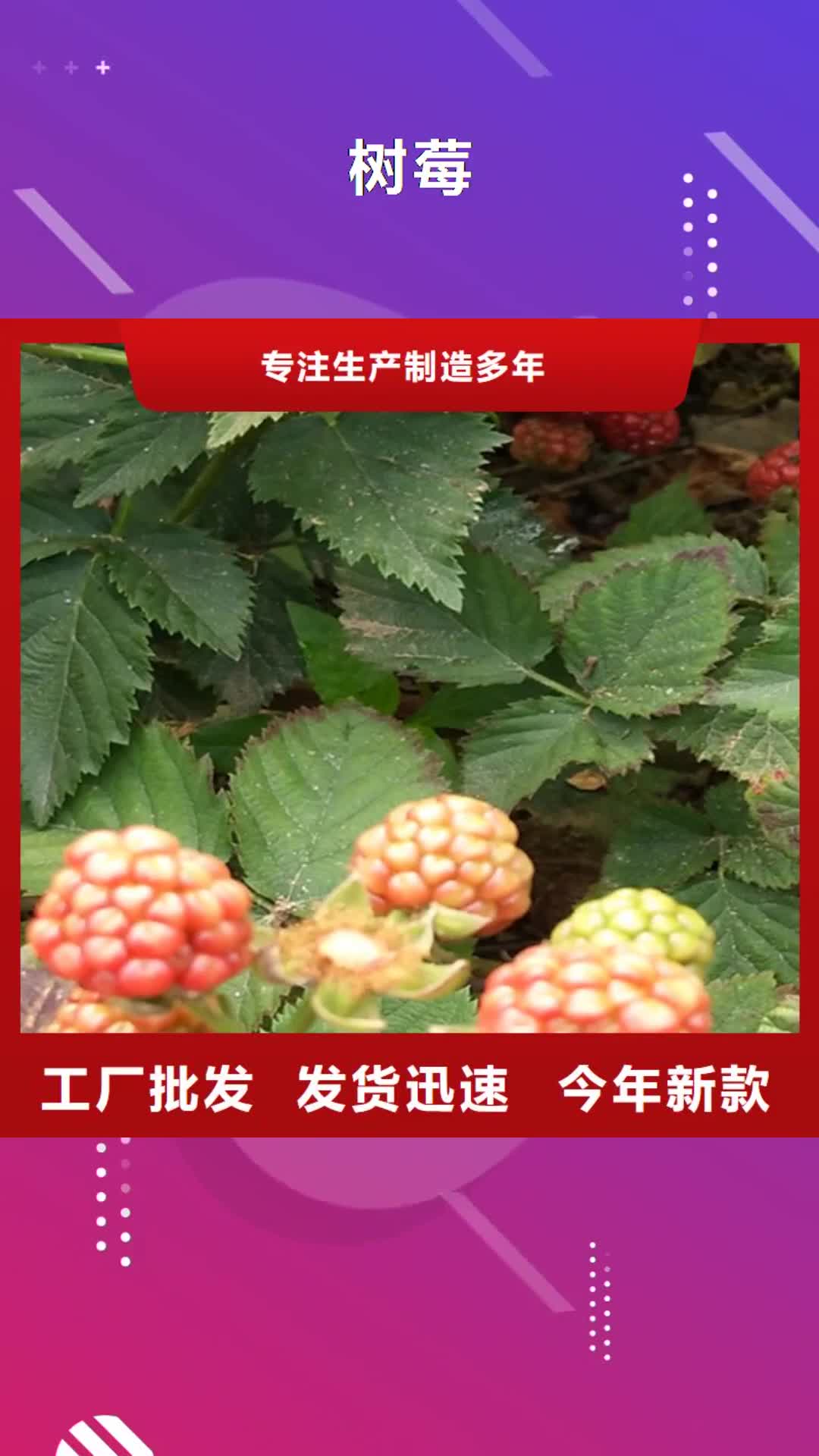 嘉峪关【树莓】 苹果苗精选好货