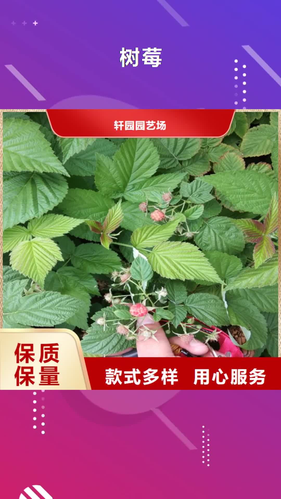 山南【树莓】 西瓜苗推荐厂家