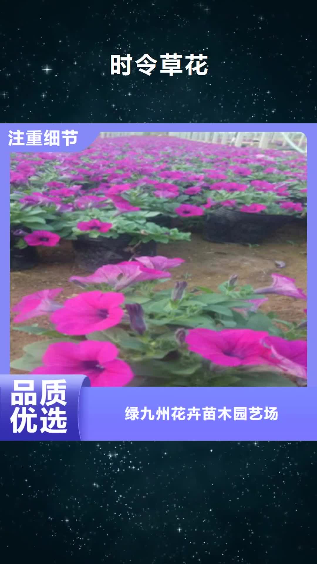 【菏泽 时令草花,柳叶马鞭草/薰衣草 对质量负责】