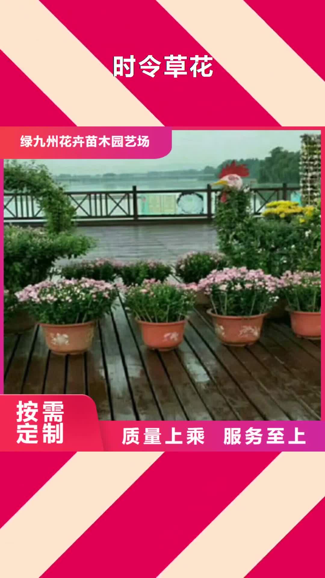 安徽 时令草花-【五一国庆草花批发】供应采购