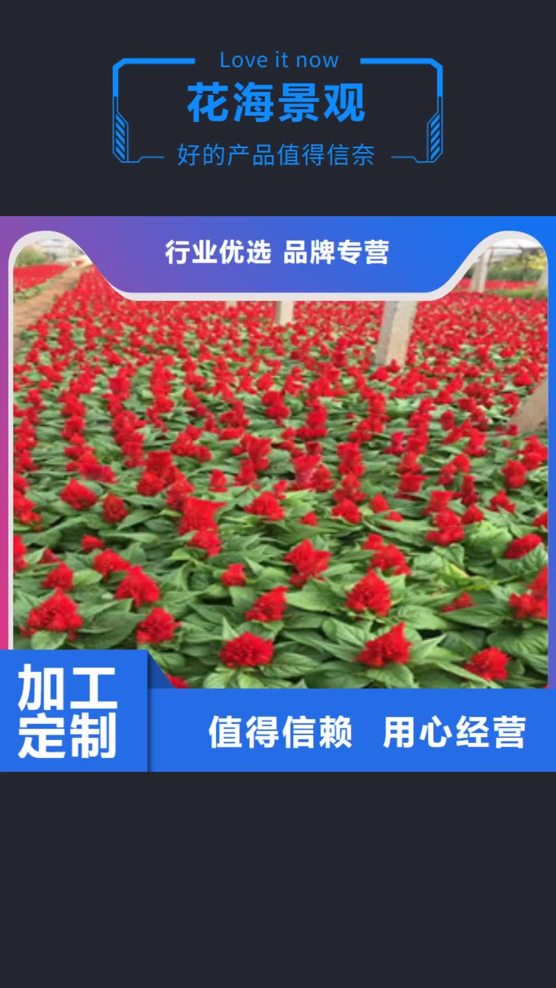 【安康 花海景观 耐寒耐旱草花基地厂家直销】