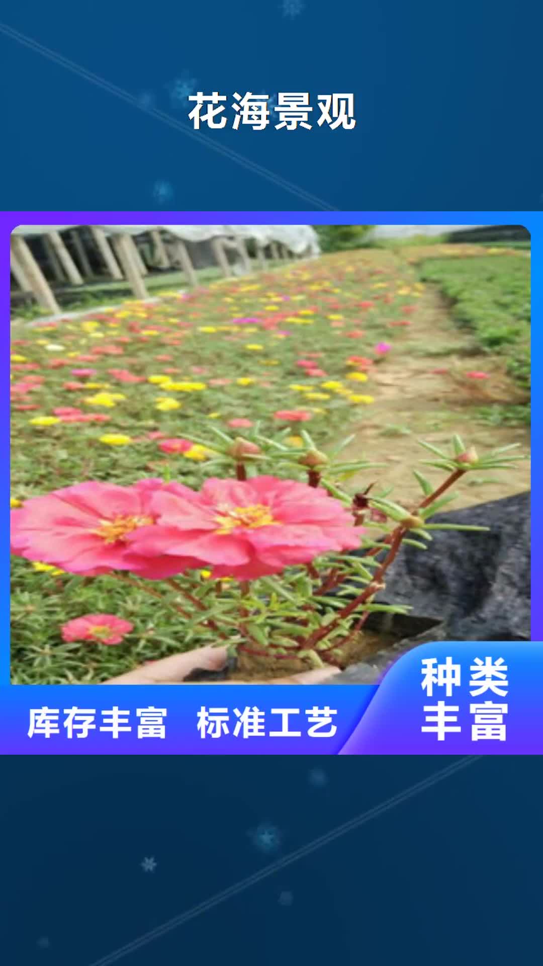 绍兴【花海景观】-耐寒耐旱草花基地厂家定制